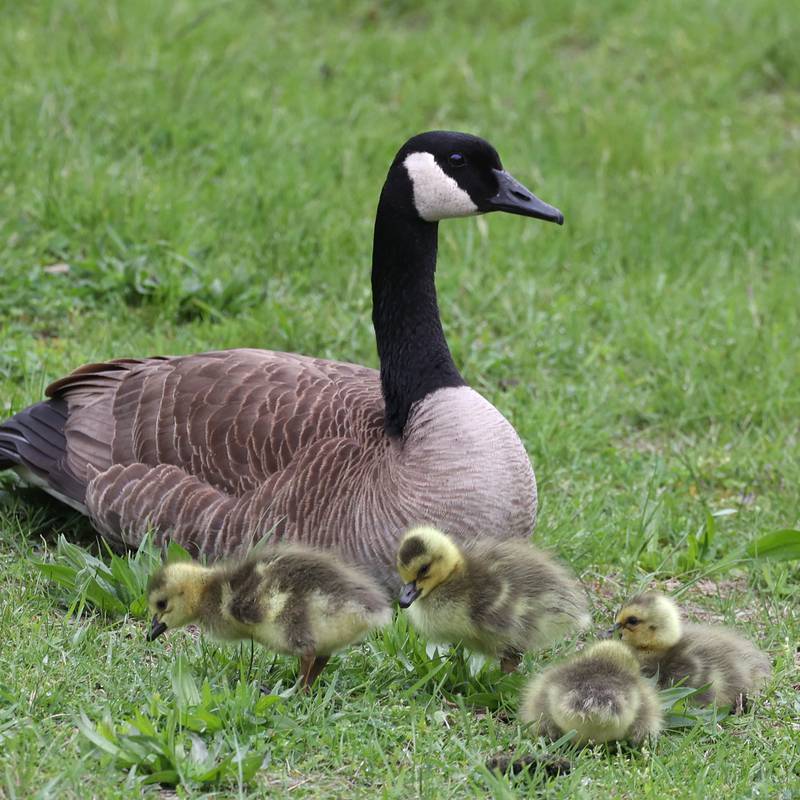 A mother goose watches over her goslings as they graze on the grass Friday, May 2, 2025, on the campus of Northern Illinois University in DeKalb. Spring is a great time to see all kinds of baby birds and mammals.