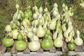 Ogle County Farm Stroll returns Oct. 12 with fresh lineup of local farms