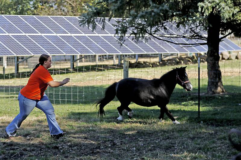 Mya Hamelberg tries to corral Red Cloud, a miniature horse, during a stop on the McHenry County Farm Stroll on Sunday, Sept. 29, 2024, at Hephzibah Farms in Hebron. The farm stroll, a self-guided tour of McHenry County’s family farms, featured farm tours, demonstrations and products for sale at eleven farms.