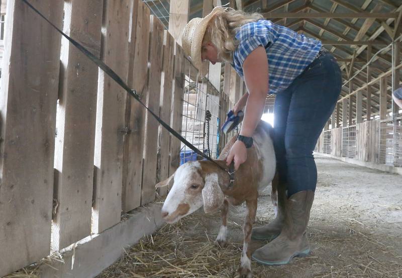 Gravie Vinyard of Washburn brushes off her goat during the Marshall-Putnam 4-H Fair on Tuesday, July 23, 2024 at the Marshall-Putnam Fairgrounds in Henry.