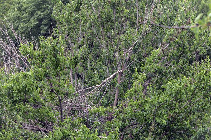 Broken limbs high in the trees show the height the nearly 80,000 pound truck soared to.