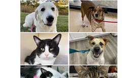 Will County Pets of the Week: April 6, 2026