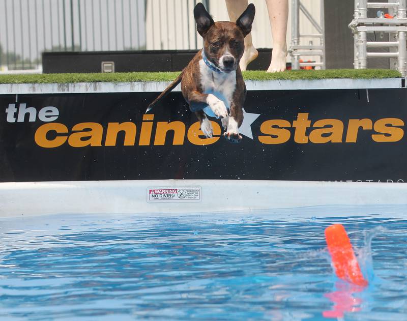 Boudreaux, a pitbull-mix with the Canine Stars, stays focused as he jumps into a pool to retrieve his bumper toy before the start of the Lake County Fair on Tuesday, July 25th at the Lake County Fairgrounds in Grayslake. Boudreaux is a rescue dog adopted out of Florida and will be a featured in the Canine Stars Stunt Dog Show. The fair runs from July 26th-30th.
Image by Candace H. Johnson for Shaw Local News Network