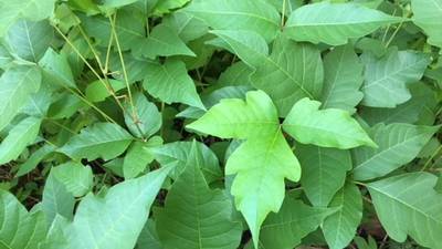 5 dangers lurking in your backyard and how to eliminate them