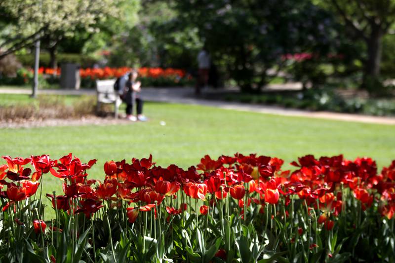 Tulips are blooming as Lilac Time is currently underway through May 21. 2023 at Lilacia Park in Lombard.