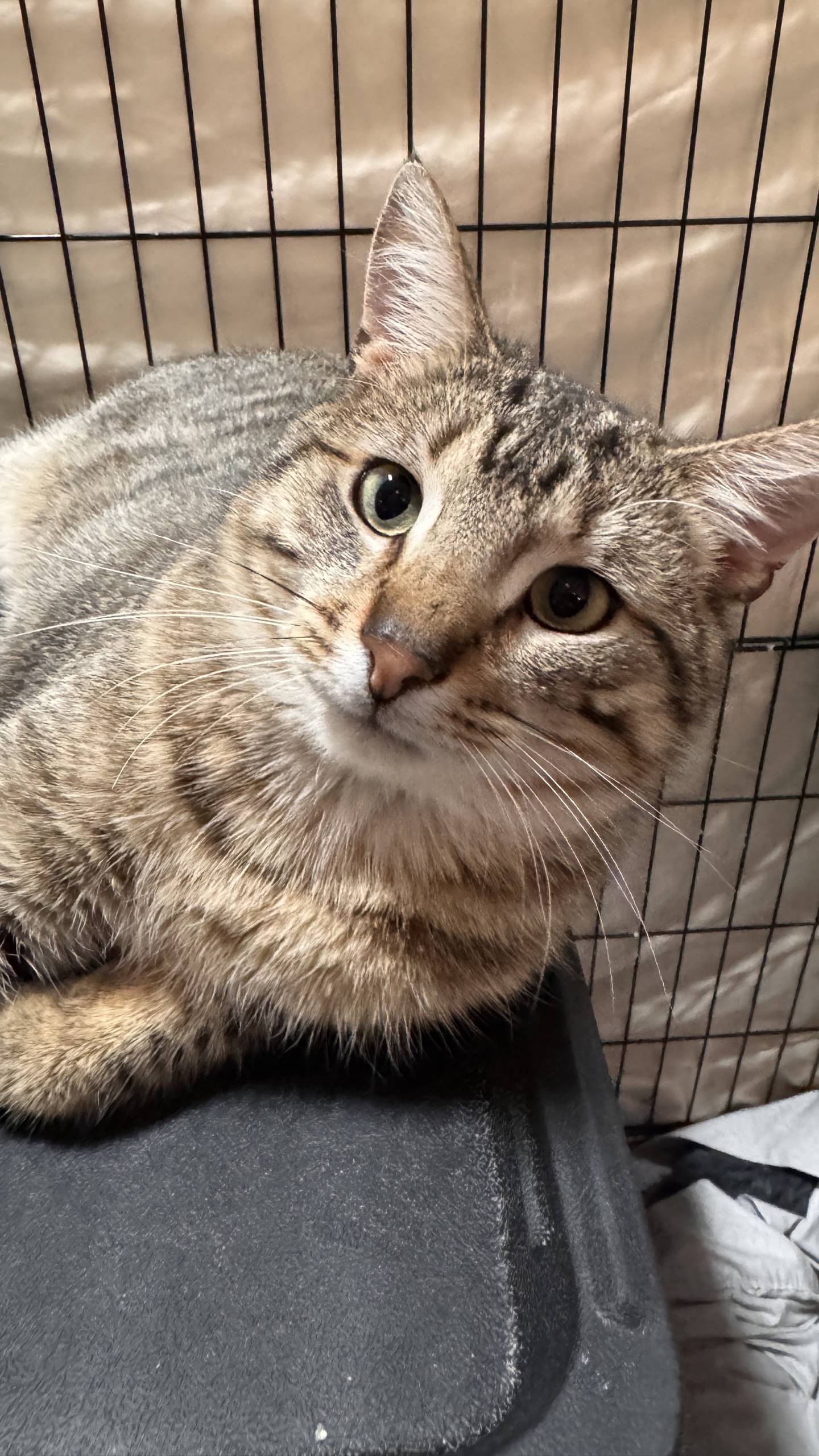 Tommi is a calm, loveable 2-year-old tabby that was rescued in southern Illinois. He is reserved in new surroundings but he is comfortable with people and enjoys attention from visitors. He loves to be petted and will wait patiently for someone to stop and spend time with him. Tommi should make a wonderful companion. To meet Tommi, email Catadoptions@nawsus.org. Visit nawsus.org.