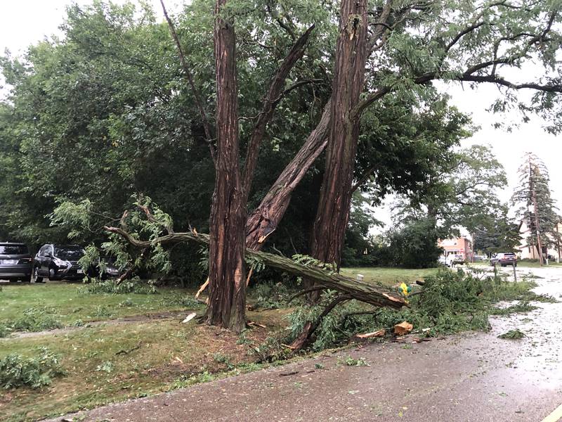A tree down in Fox River Grove following the storm that rolled through at about 4 p.m. Saturday, Aug. 16, 2025.
