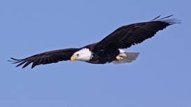 Eagle watch, art exhibition, food trucks and concerts some of Will County forest district 2026 special events 
