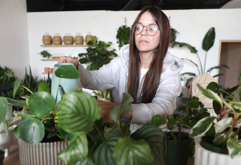 Kailey Rorer, owner of The Greenhouse, 265 W. Peace Road in Sycamore, waters some of the plants Tuesday, April 19, 2022, that are available at the store. The Greenhouse will celebrate its grand opening on Saturday, April 23. The store will sell houseplants, plant stands, pots, and other giftable items. The Greenhouse is owned by Kailey and Troy Rorer of Sycamore. Business hours are 10 a.m. to 5 p.m. Wednesdays through Fridays, 10 a.m. to 4 p.m. Saturdays and 10 a.m. to 2 p.m. Sundays.