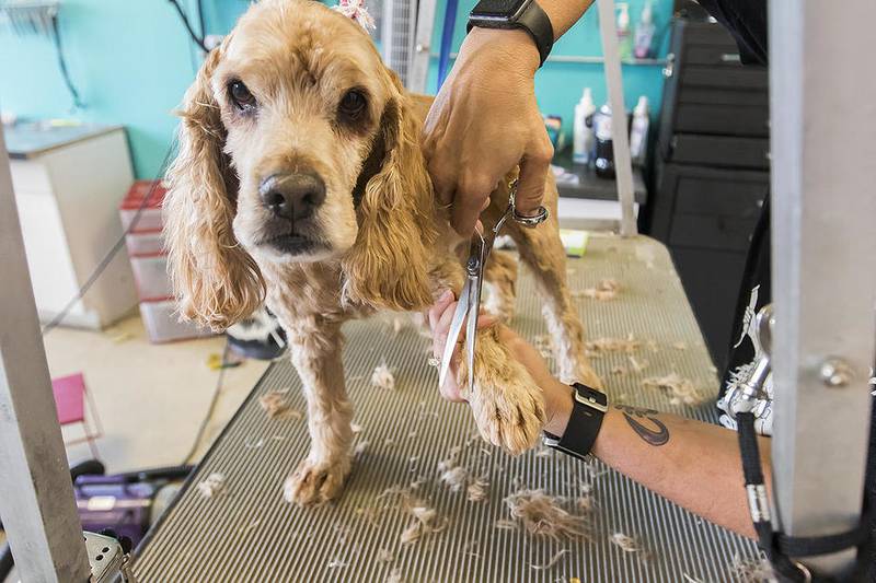 Woodstock pet grooming service offers haircuts, hair dyeing for dogs