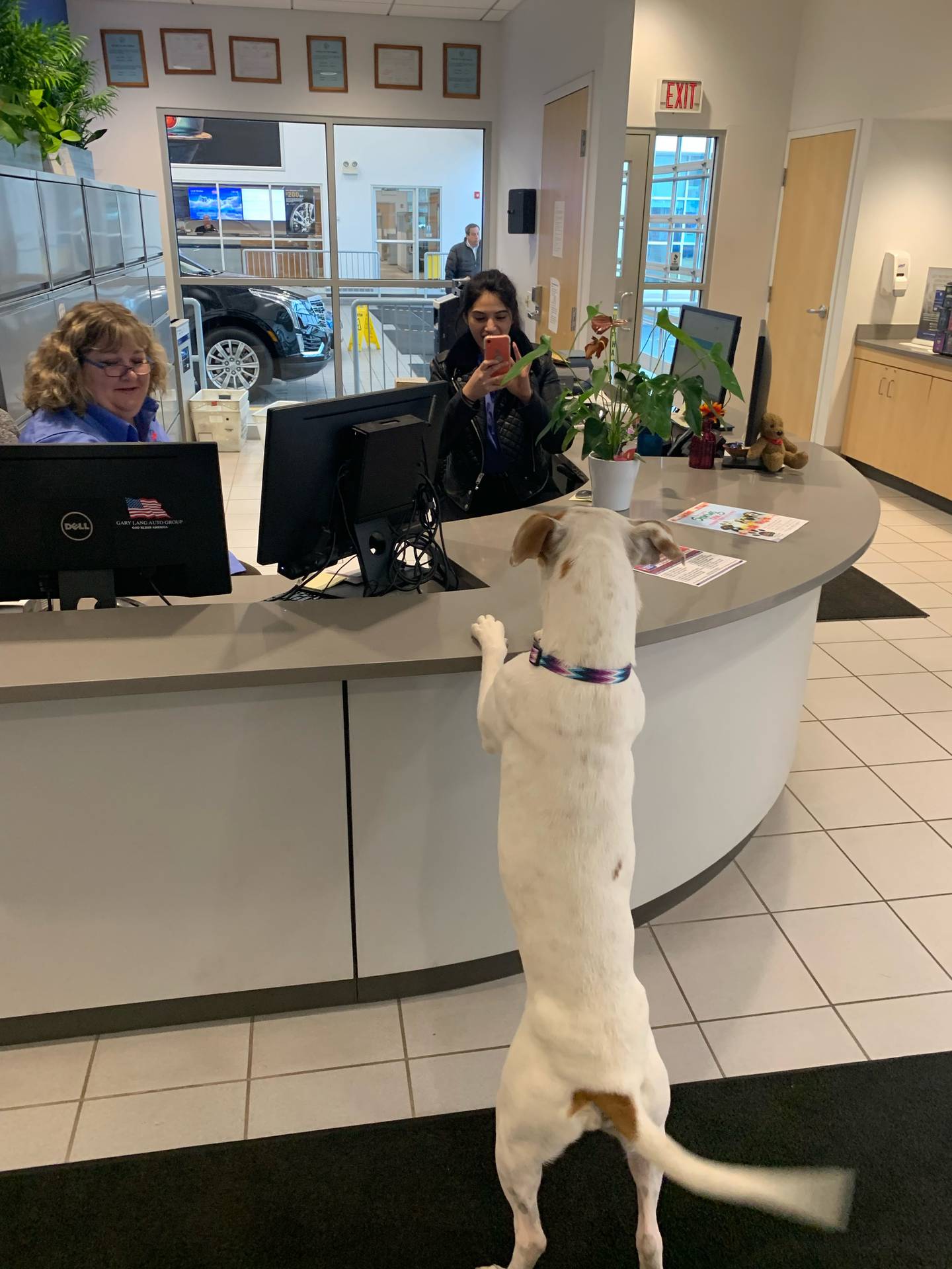 Wendy Wegner’s  dog, Jemma, comes to work each day with her at Gary Lang Auto Group, recently purchased by Castle Automotive Group.