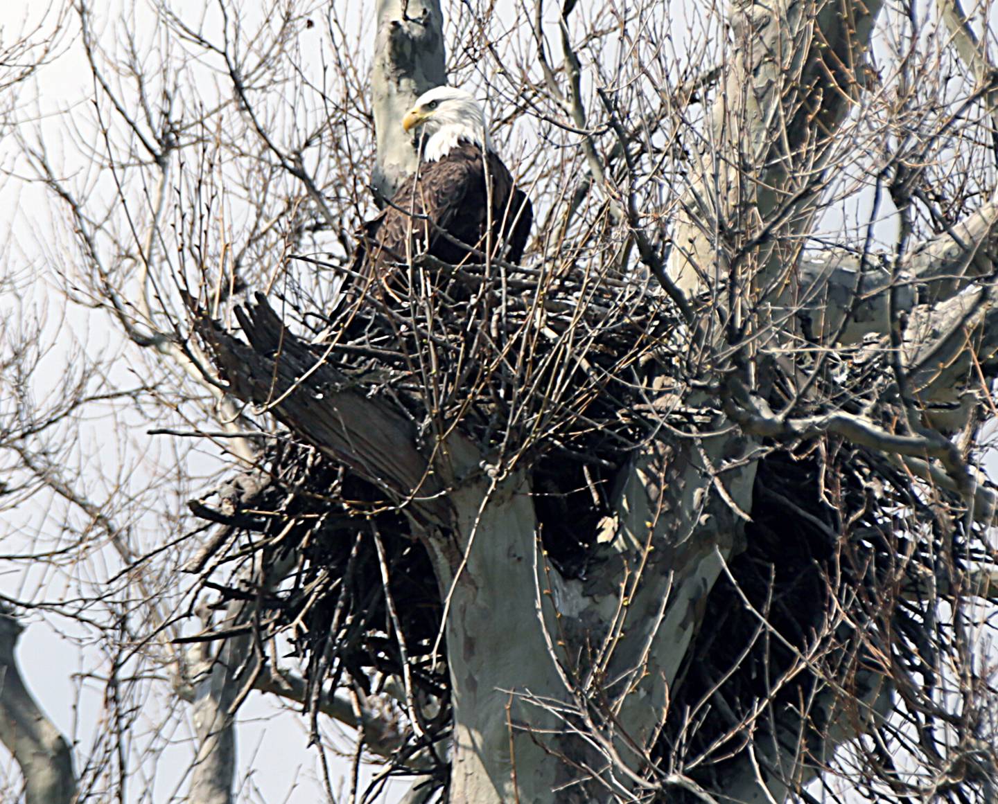 A Bald eagle nests in a tree at the park in Troy Grove.