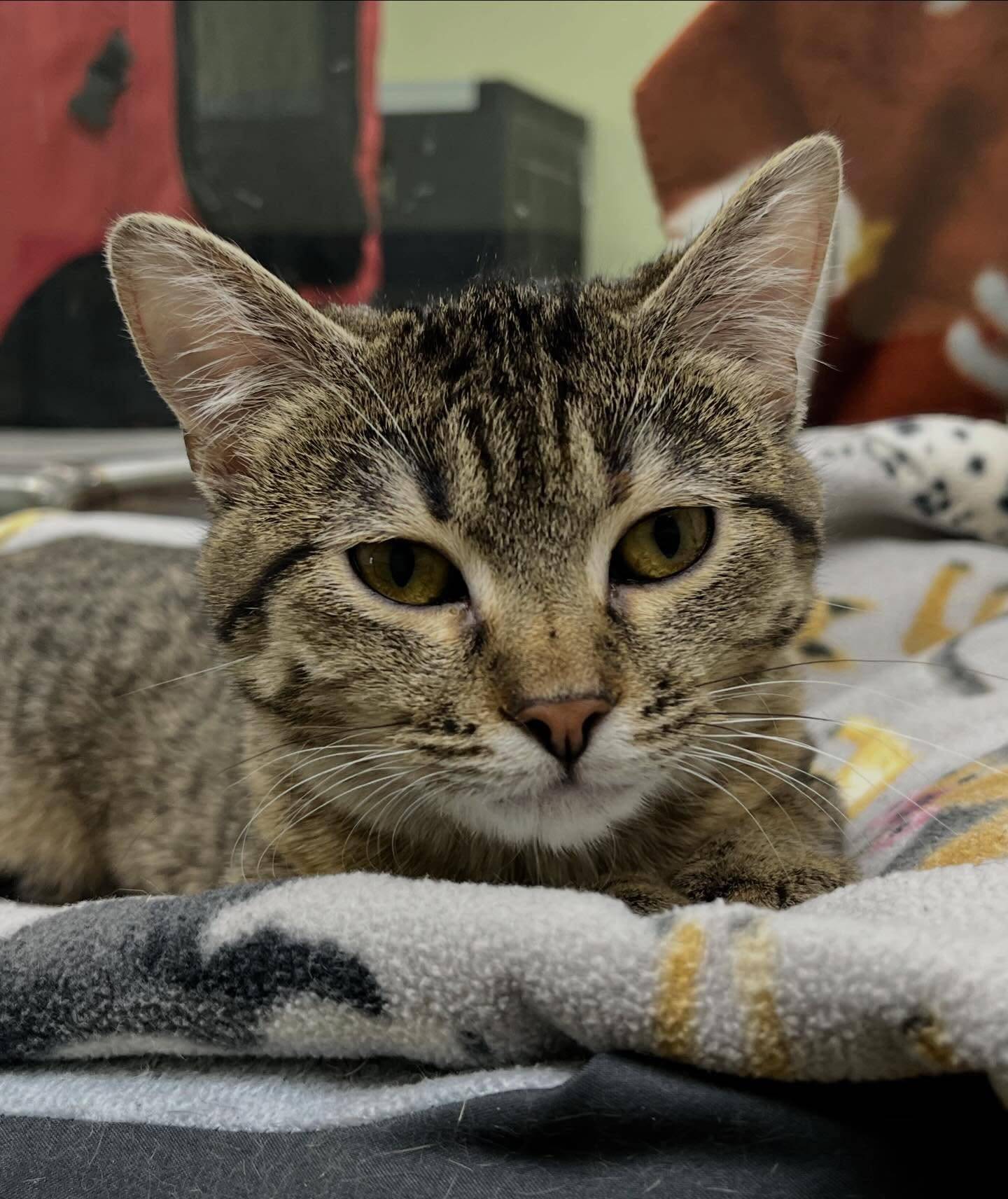 Tabitha is a 6-month-old tabby kitten who came to the humane society after she was found abandoned in Shorewood. She is a typical rambunctious, playful kitten who loves toys and running around. She also enjoys pets, but she does have a feisty side. To meet Tabitha, email the Will County Humane Society at willcountyhumane.com and follow the instructions for the adoption process.