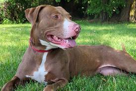 Older dog brings happy energy wherever she goes