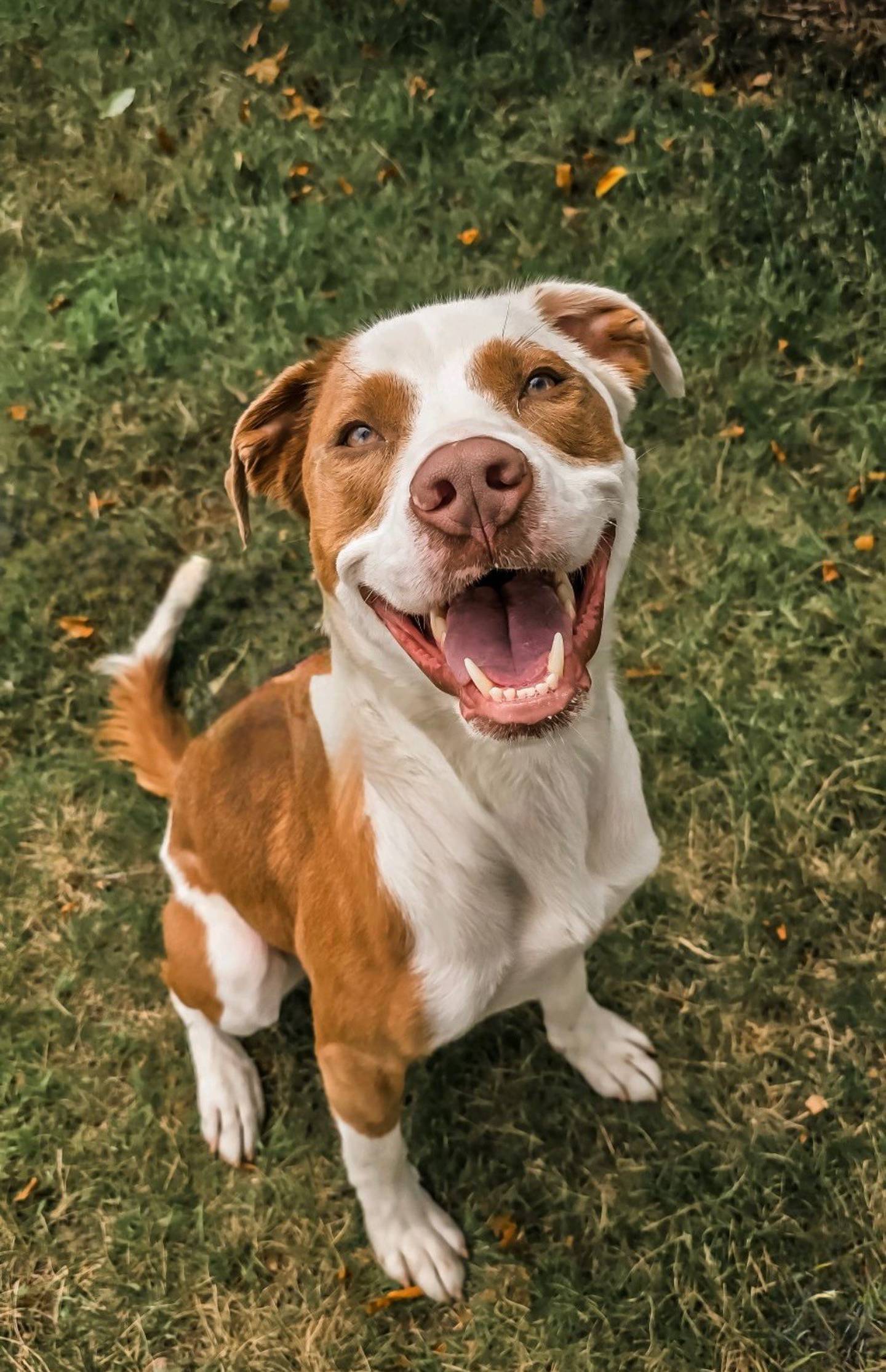 Klaus is a 3-year-old Brittany Spaniel Lab mix that loves to play and is always ready for adventures. Klaus does well with other dogs and is smart and eager to learn. He needs a family who will appreciate his playful spirit and give him the love and activity he craves. To meet Klaus, email Dogadoption@nawsus.org. Visit nawsus.org.