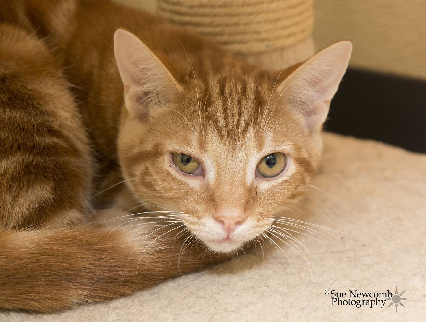 Kelly is a shy, young female domestic shorthair who was found as a stray. She warms up to people slowly and would benefit from a patient and understanding family. Contact the Will County Humane Society at willcountyhumane.com and follow the instructions for the adoption process.