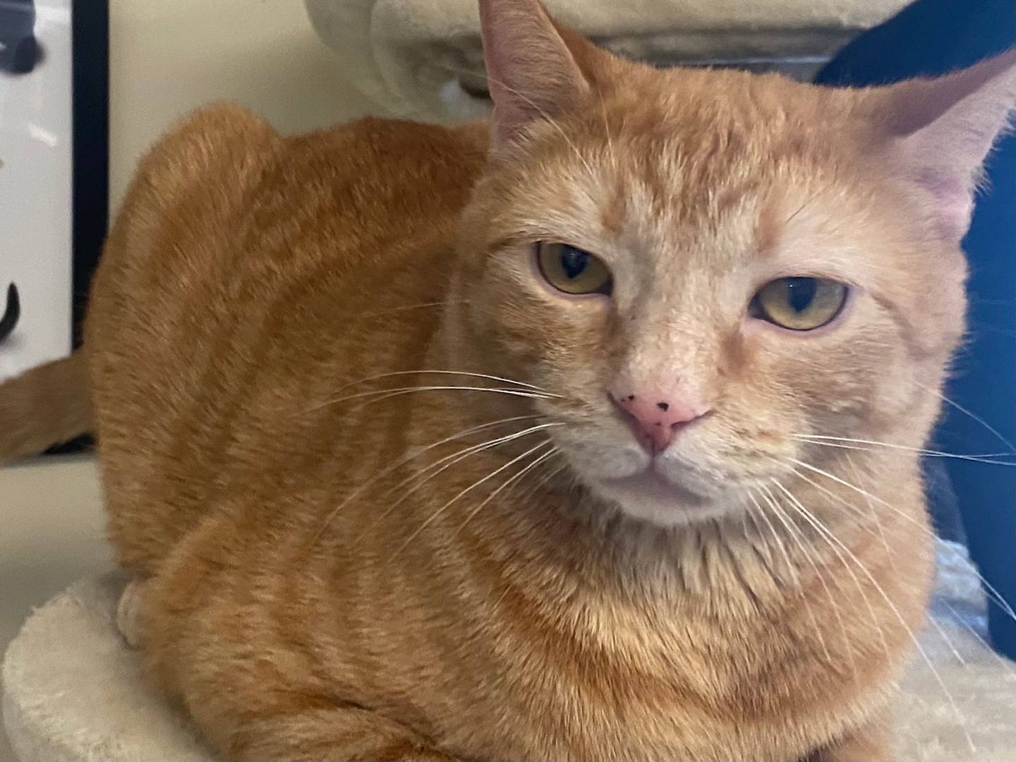 Billy is a 3-year-old domestic shorthair. He is very outgoing and playful. He has been front declawed and would do best in a single-family home. To meet Billy, visit justanimals.org or call 815-448-2510.