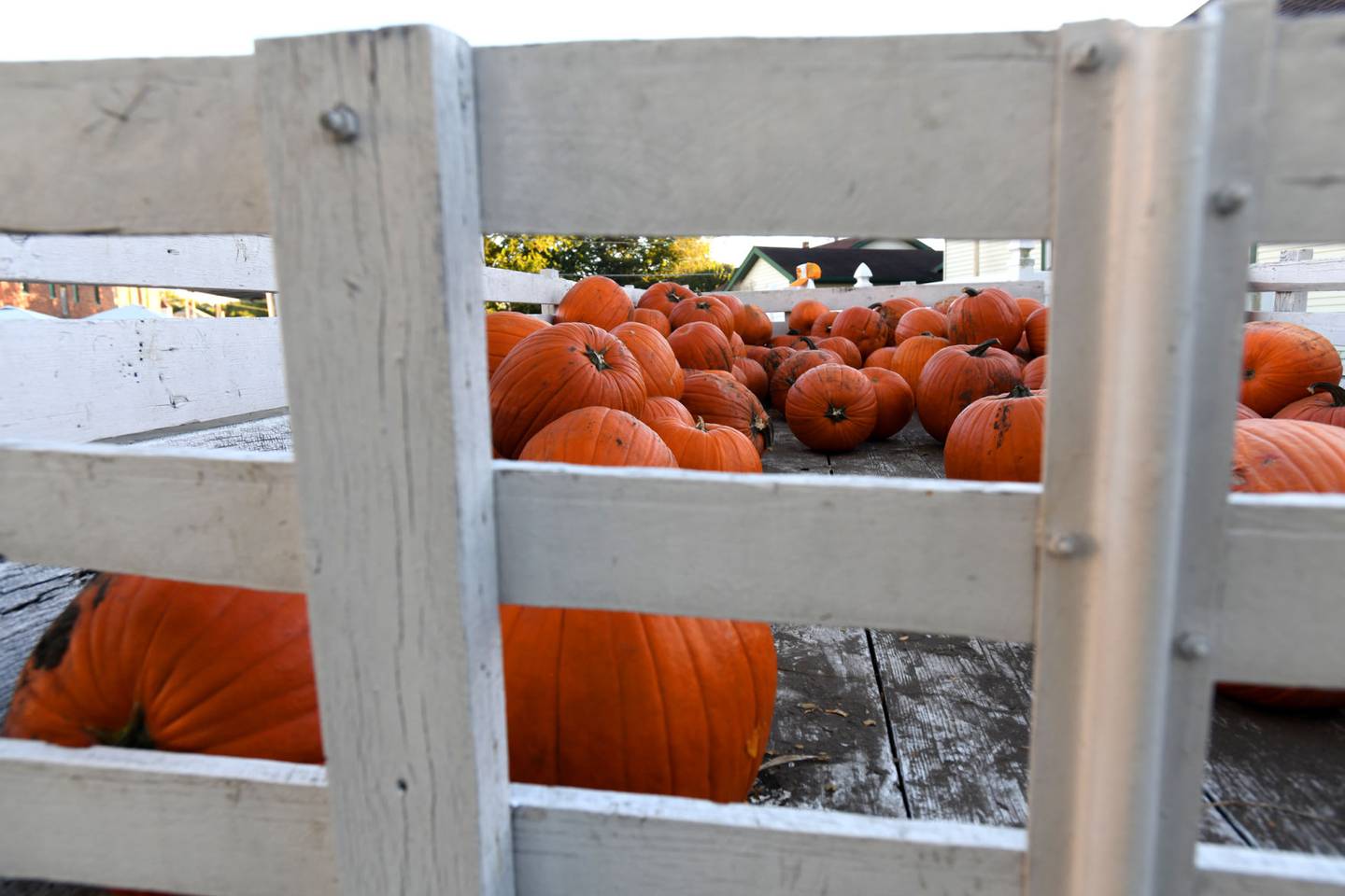 Pumpkins await selection at the St. Anne Pumpkin Festival.