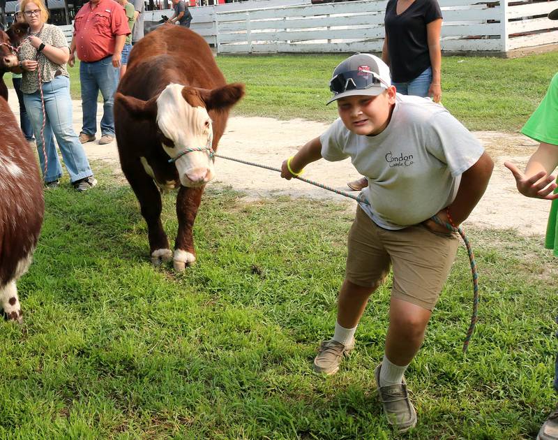 Waylon Condon, 11, from Sandwich, tries to convince his cow to follow him Friday, Aug. 1, 2025, during the DeKalb County 4-H Livestock Fair at the Sandwich Fairgrounds.