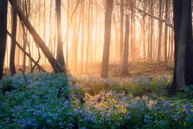 Joliet woman wins Will County forest district’s photo contest capturing ‘magical moment’ at O’Hara Woods 