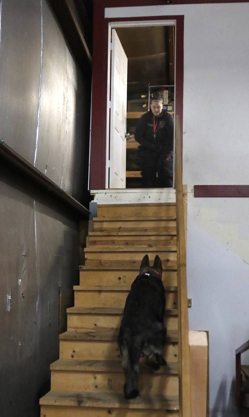 Wonder Lake firefighter and paramedic Ginelle Hennessey works with 7-month-old Jäger, a German shepherd getting trained as a search-and-rescue dog, Tuesday, Jan. 31, 2023, at Wonder Lake Fire Protection District Station 1, 4300 E. Wonder Lake Road in Wonder Lake. Once trained, the dog will be the first fire department search-and-rescue dog in McHenry County.