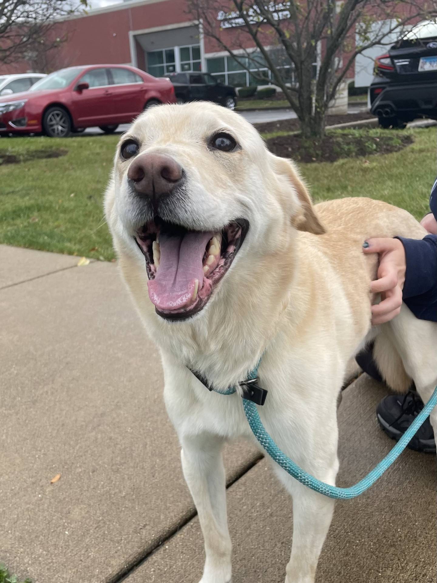 Louie is a friendly 8-year-old yellow Labrador retriever who needs a special and understanding adopter. He was previously adopted shortly after he came to NAWS in 2017. He was recently relinquished back to NAWS after nipping at a toddler grandchild in his prior home when they touched his back end. He has arthritis and takes medication for his condition. Due to his past, Louie needs a home with old older children who understand his boundaries. He enjoys leisurely walks, lying on his bed and belly rubs. To meet Louie, email Dogadoption@nawsus.org. Visit nawsus.org.