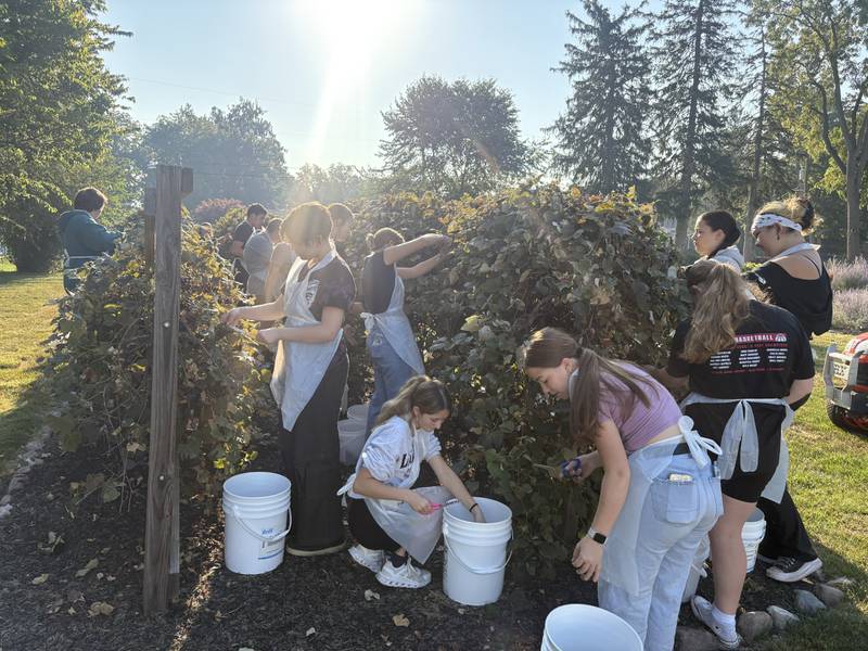 Students from Wendy Frederickson’s Foods classes at Princeton High School pick grapes from the vineyard of retired baseball coach Wick Warren and his wife Laura. The students process the grapes into jelly.