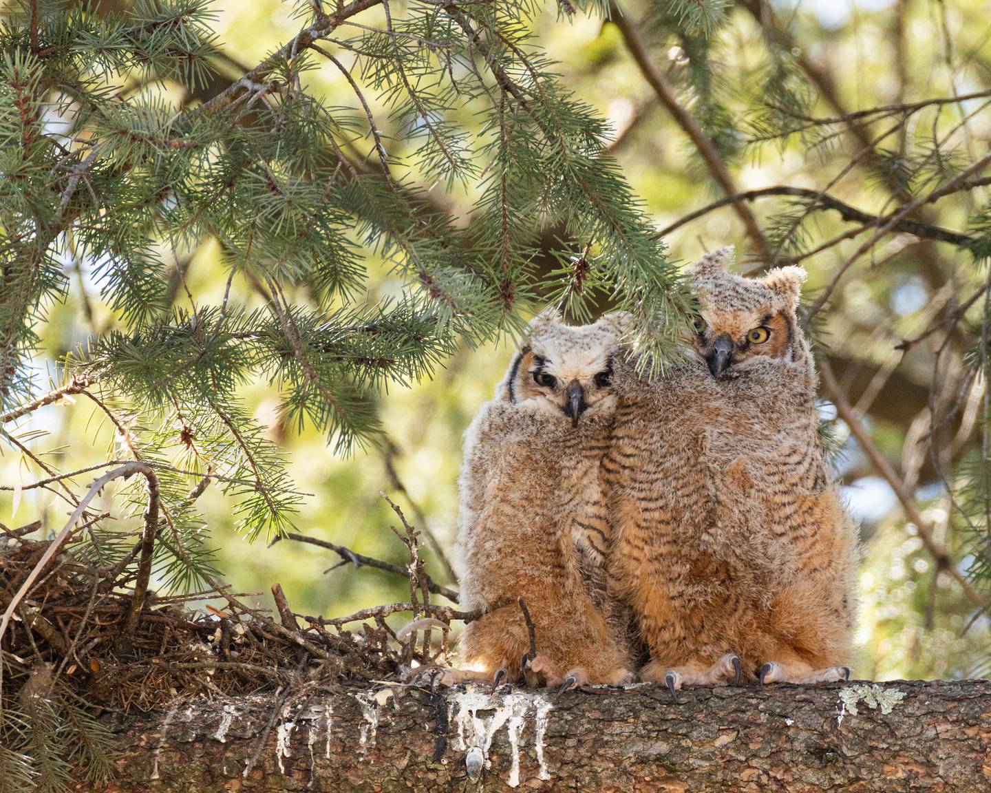 These owlets were hatched this spring and have been seen near Justine Neslund's home - and a nearby church which removed rodenticide traps to protect the birds, too.