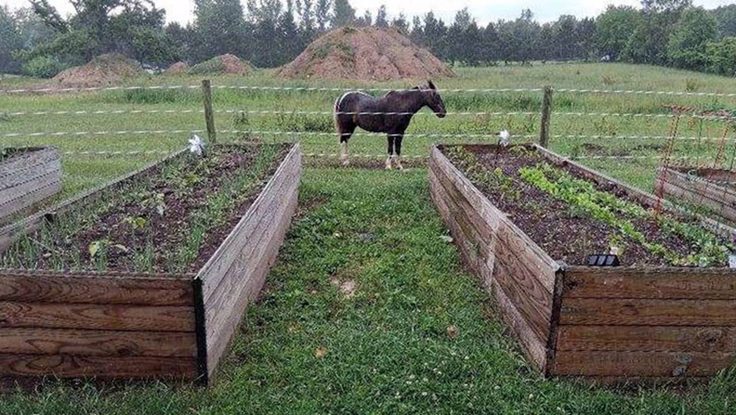 Lovina Eicher's raised garden beds