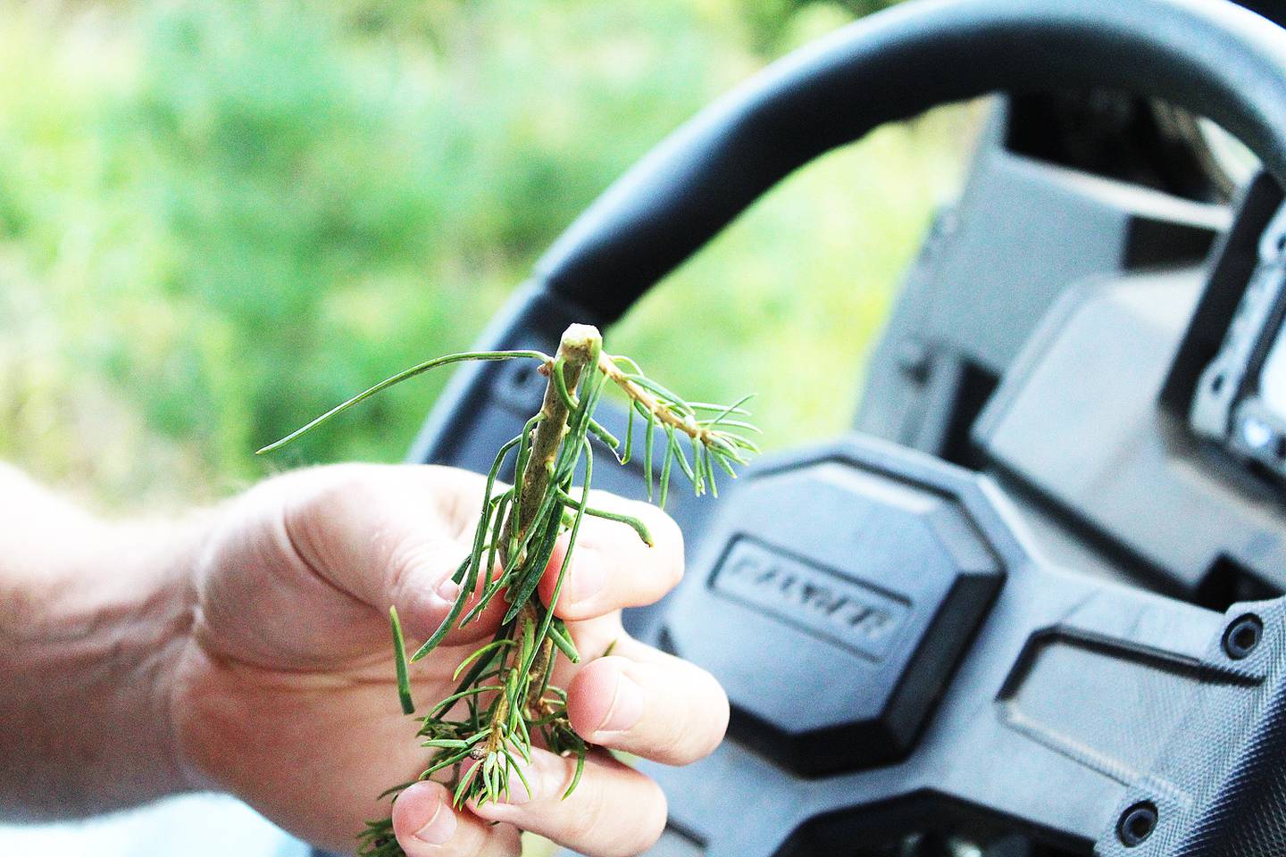The more than 5,000 trees grown at Strom Tree Farm in Dixon are routinely cared for throughout the year, a process that involves pruning and trimming when it gets hot outside in July.