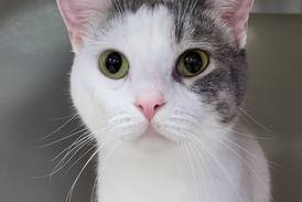 Younger cat would love to be part of family again