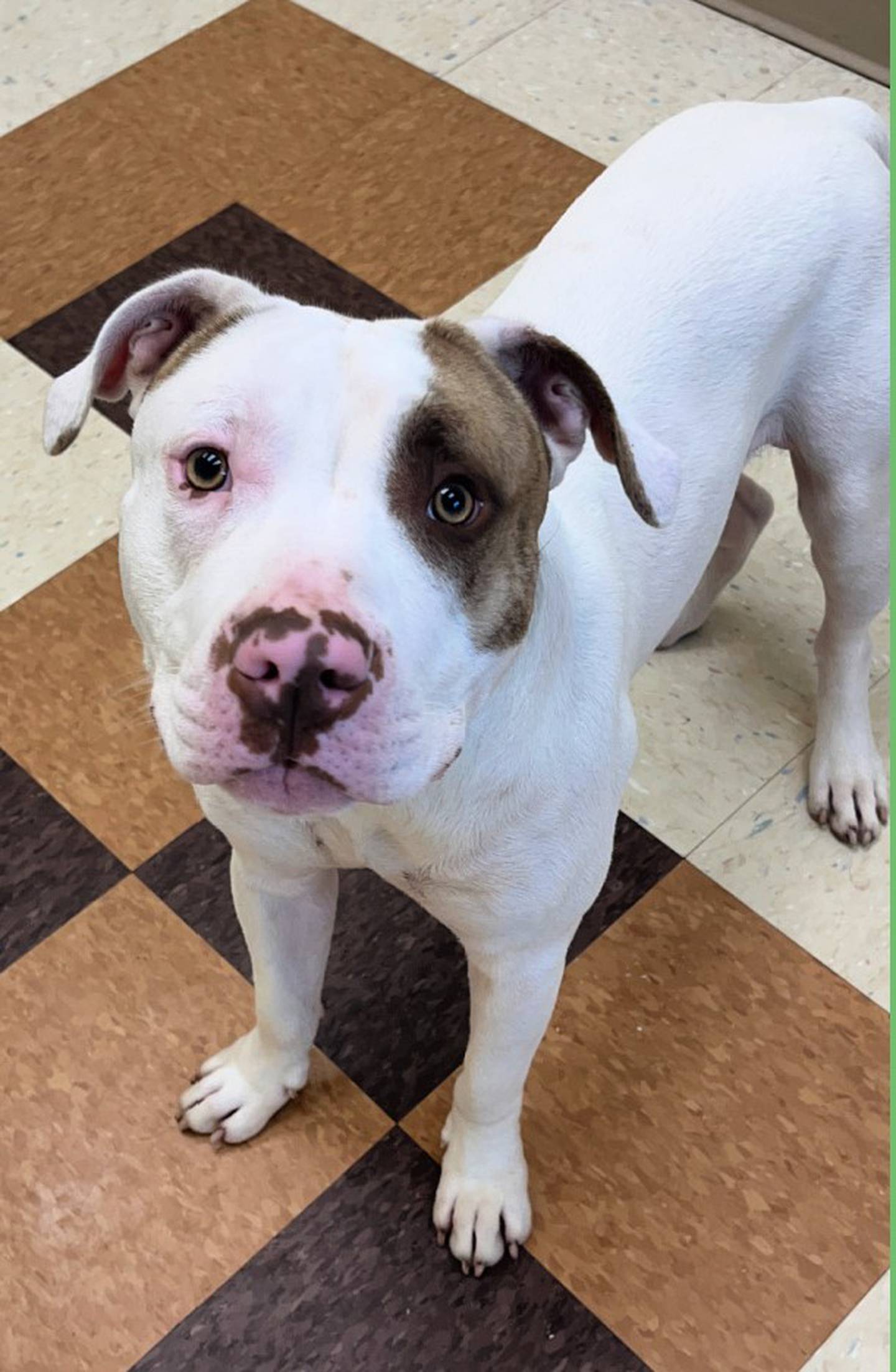 Eighteen-month-old Cosmo loves to play with other dogs and will happily entice them in a game of play bow and zooms. He does well with cats with a slow introduction. He has a comical personality and loves to snuggle. To meet Cosmo, call Joliet Township Animal Control at 815-725-0333.