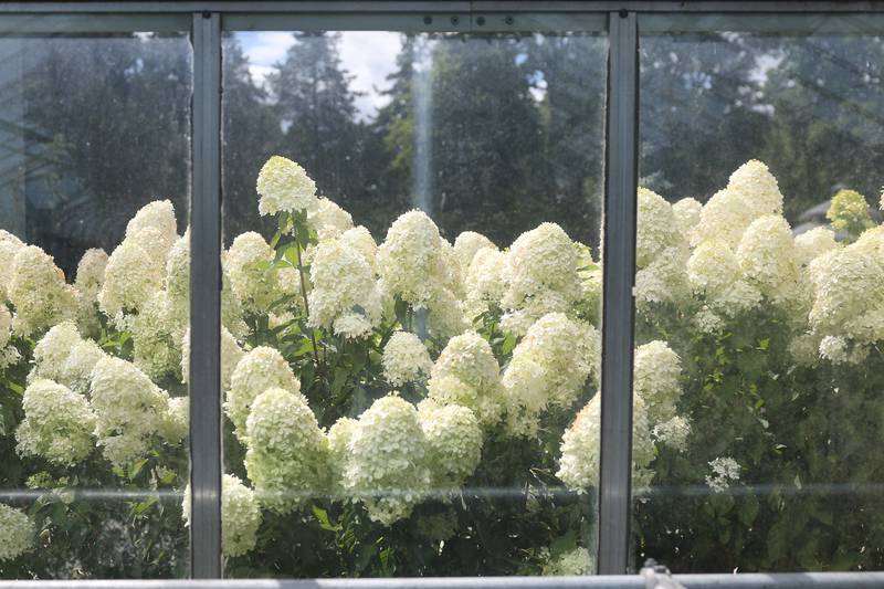 Photos Bird Haven Greenhouse and Conservatory Shaw Local