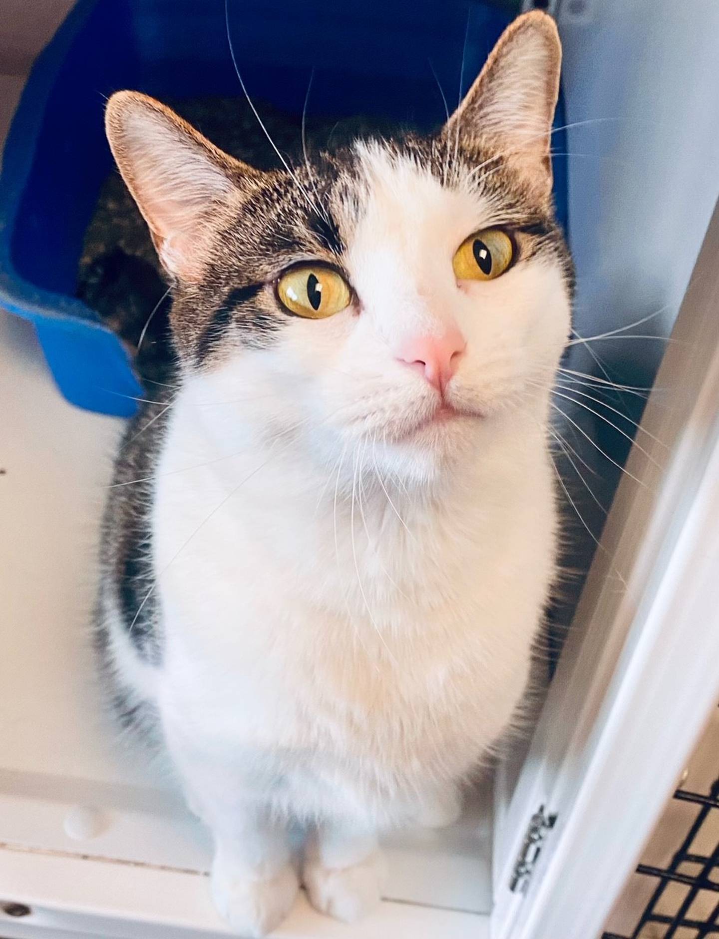 Gracie is a 2-year-old domestic female. She is kindhearted, gentle, and shy. Gracie appreciates her alone time and is fond of relaxing in her bed. For more information on Gracie, please visit justanimals.org or call 815-448-2510.