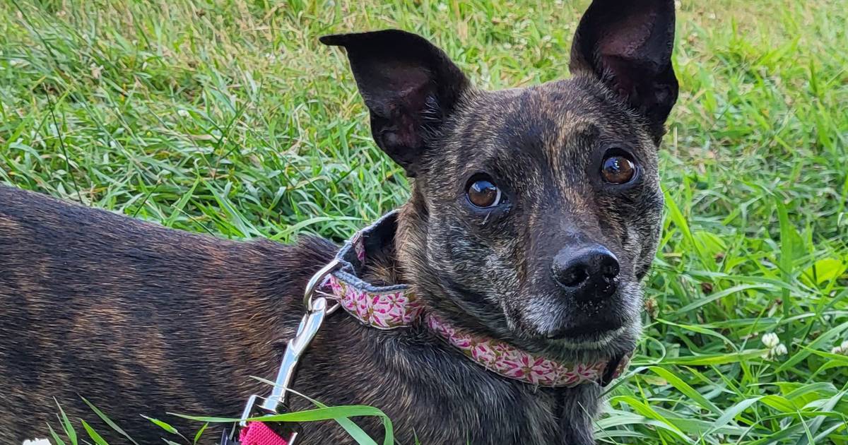 Brindle chihuahua sales terrier mix