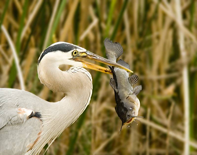 Danger, yellow bullheads! Danger! The schreckstoff, or ‘scary stuff’ present in the skin cells of the fish in this heron’s bill likely saved other bullheads from a similar fate.