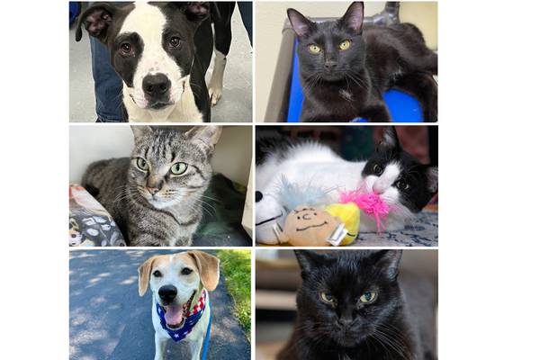 Will County Pets of the Week: Feb. 9, 2026