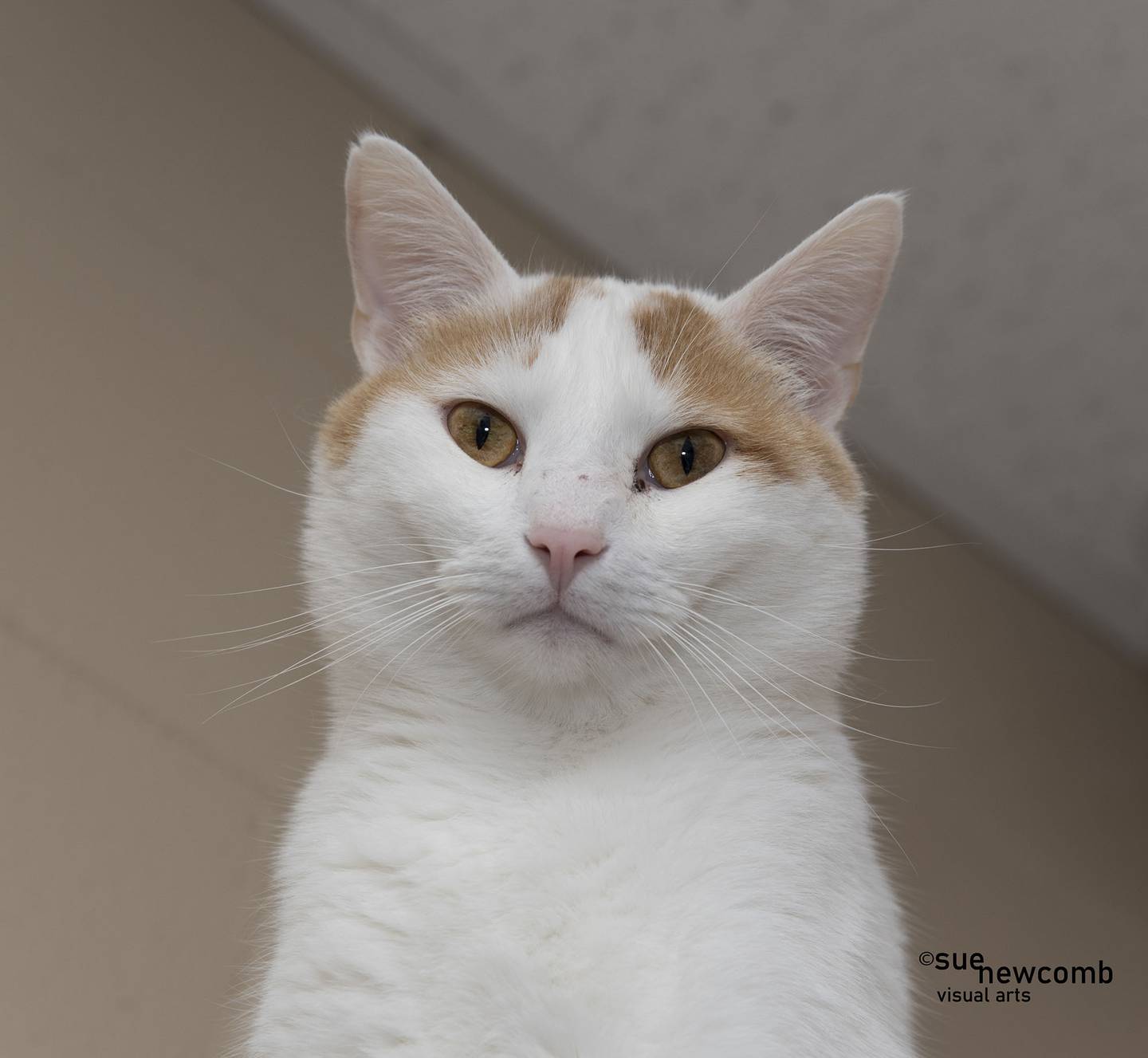 Ricky is a sweet adult domestic shorthair who came back to the shelter when his owners could no longer care for him. He needs a foster or foster-to-adopt home due to his medical needs. Contact the Will County Humane Society at willcountyhumane.com and follow the instructions for the adoption process.