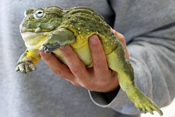 Starved Rock hosts live reptile and amphibian program for families