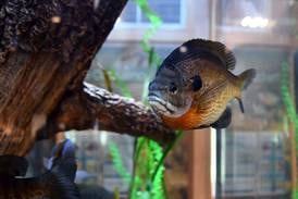 Aquarium tour, kayaking rescues, Potawatomi art featured in Forest Preserve programs