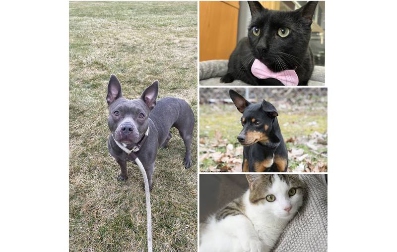 The Herald-News presents this week’s Pets of the Week. Read the description of each pet to find out about it, including where it can be adopted in Will County.