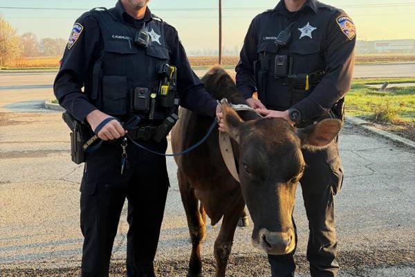 Cow on the loose in Yorkville on Saturday returned to owner