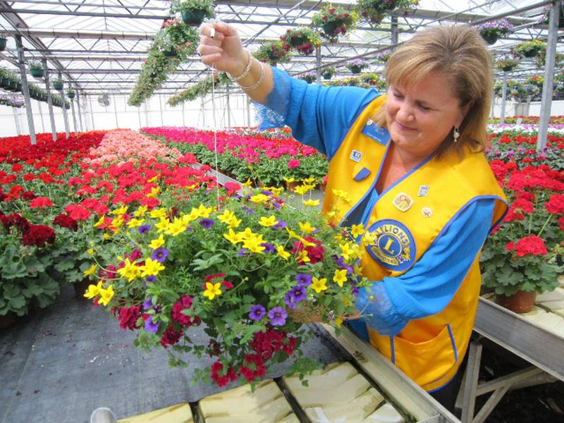 Batavia Lions Club member Lori Wilson prepares for the annual plant sale fundraiser for the nonprofit community service organization.