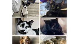 Will County Pets of the Week: Jan. 12, 2026