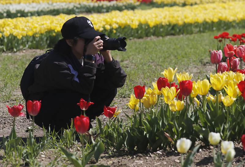 Abbey Flores of Chicago takes picture of the  tulips during the Earth Day opening of the  Richardson Farm Tulip Festival on Wednesday, April 22. More than 1 million vibrant flowers in over 75 varieties will be in bloom. About 350,000 new tulip bulbs were planted in the fall of 2025 in a butterfly pattern near a private lake on the property, said George Richardson. Hours are 10 a.m. to 6:30 p.m. The festival typically lasts for two to three weeks, depending on the blooms.