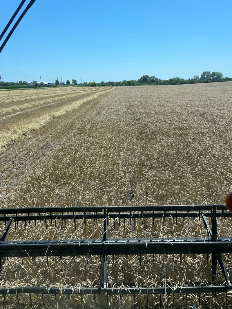 David Myer, of Marseilles, shared his photo from the wheat harvest. Trying to cut and bale hay after rain made the task challenging, he said.