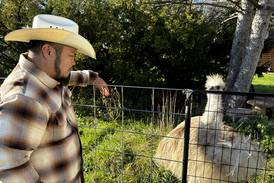 Photos: Emu farm in McHenry
