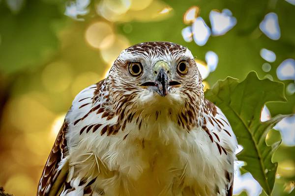 Capture Will County’s wild side in forest district’s photo contest