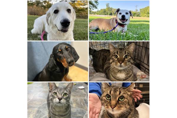 Will County Pets of the Week: March 30, 2026