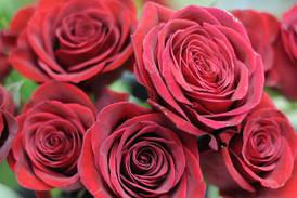 Rochelle Lions Rose Day is April 25